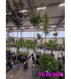 Prunus serr. 'Kanzan' C 30 L
